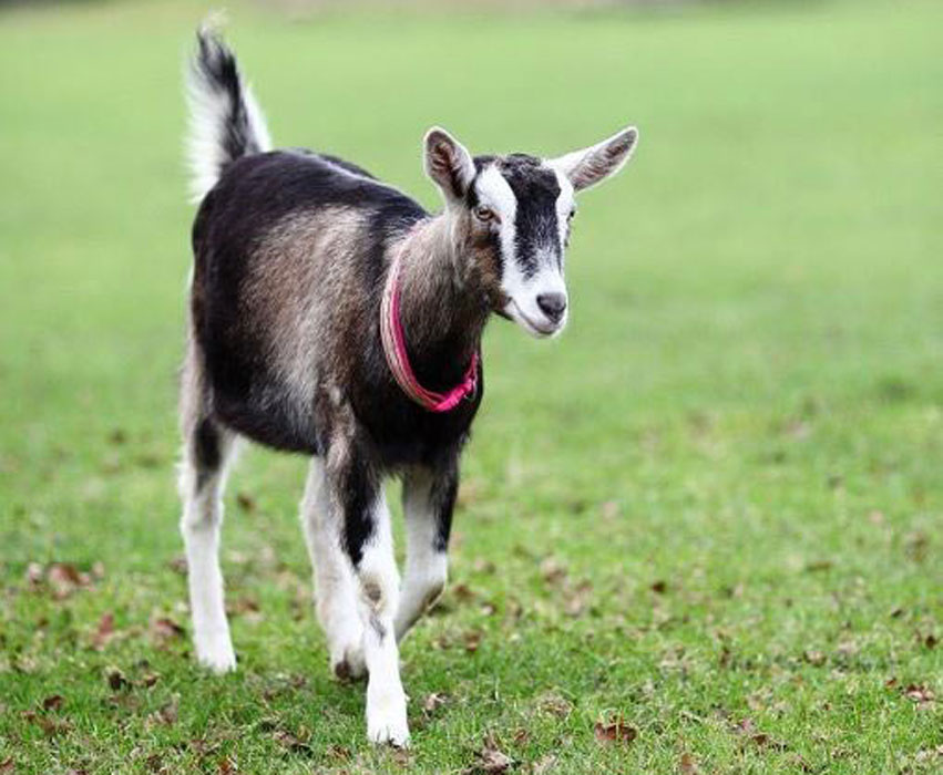 Natalie the goat from Buttercups animal charity.jpg